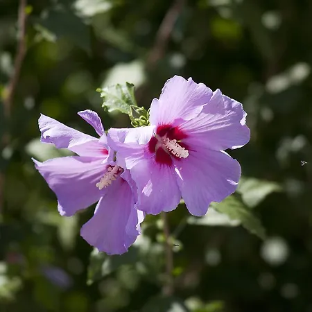 ベッド・アンド・ブレックファスト Citta Di